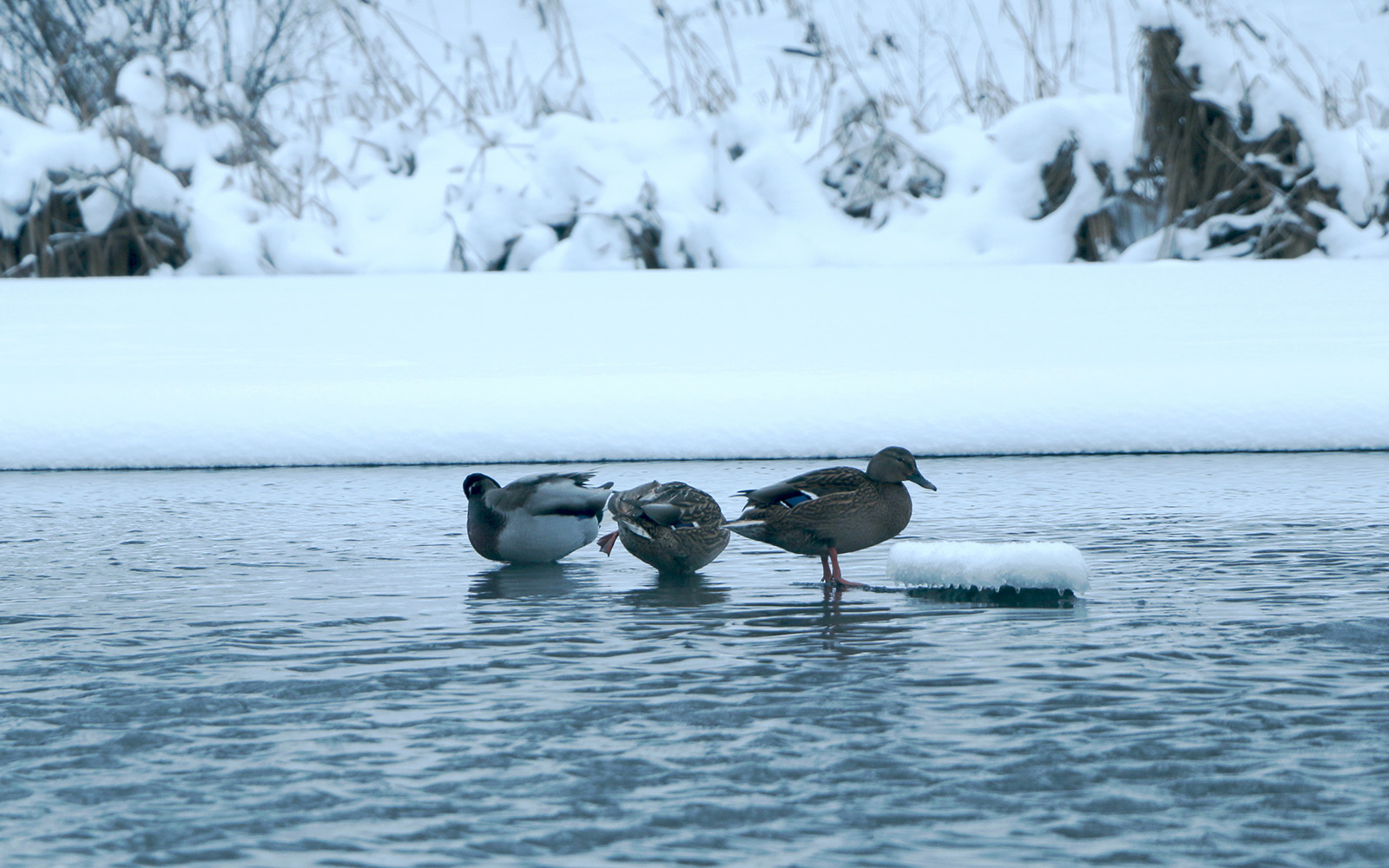 Прекрасная экология и развитая инфраструктура